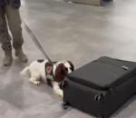 Yolcu valizinden 4.5 kilo uyuşturucu çıktı