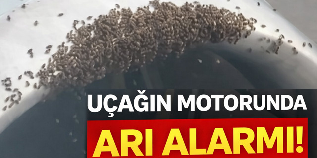 Uçağın motorunda arı alarmı!