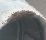 Uçağın motorunda arı alarmı!