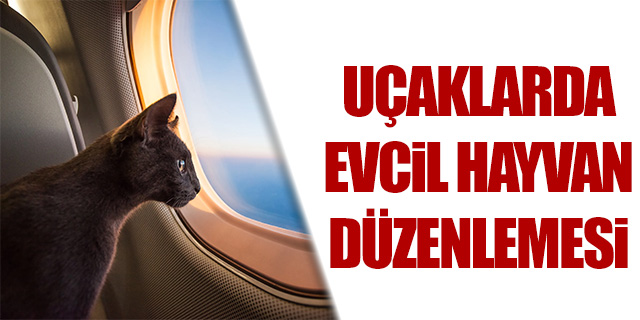 Uçaklarda evcil hayvan düzenlemesi
