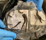 İstanbul Havalimanı’nda 5 bin adet tıbbi sülük ele geçirildi