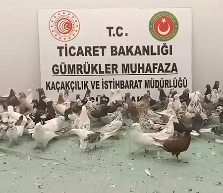 Ticaret Bakanlığı havalimanlarında kaçak canlı hayvana geçit vermedi