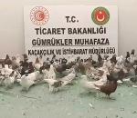Ticaret Bakanlığı havalimanlarında kaçak canlı hayvana geçit vermedi