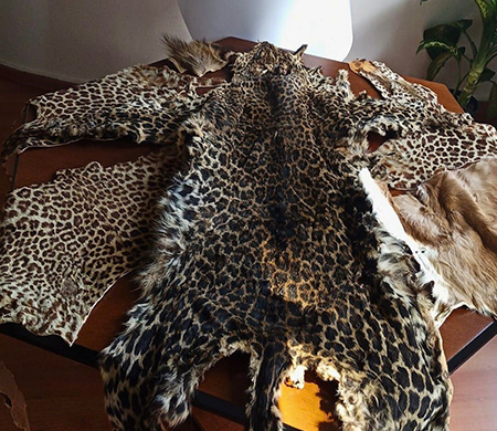 Çukurova Havalimanı'nda leopar postu ve baykuş gözü ele geçirildi