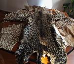 Çukurova Havalimanı'nda leopar postu ve baykuş gözü ele geçirildi