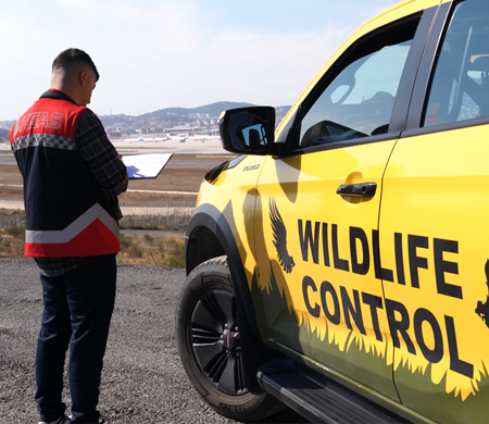 Sabiha Gökçen’de Uçuş Emniyeti İçin Yaban Hayatla Etkin Mücadele