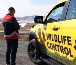 Sabiha Gökçen’de Uçuş Emniyeti İçin Yaban Hayatla Etkin Mücadele