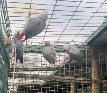 İstanbul Havalimanı'nda 20 gri papağan yakalandı