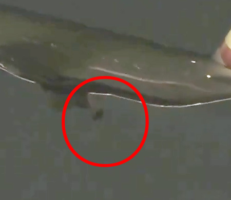 British uçağının kalkış sırasında tekeri koptu