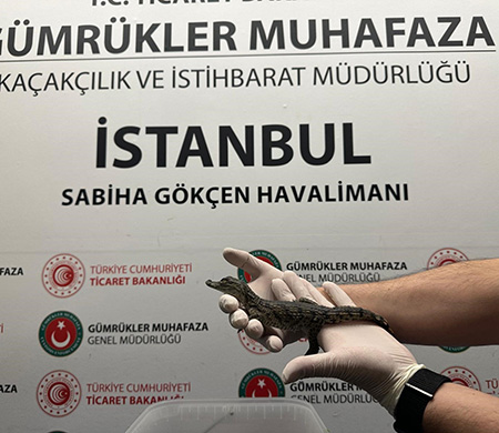 Sabiha Gökçen Havalimanı'nda canlı hayvan kaçakçılığına operasyon