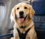 Uçak İçinde Büyük Cins Köpek Dönemi Başlıyor