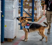 TAV'ın K-9 köpekleri Covid-19 virüsünü de tespit edecek